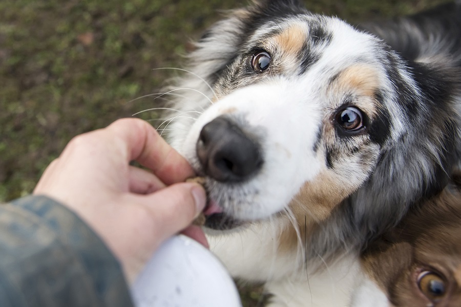 Quand donner des compléments alimentaires à votre chien?
