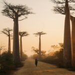 Avenue des Baobabs, Madagascar