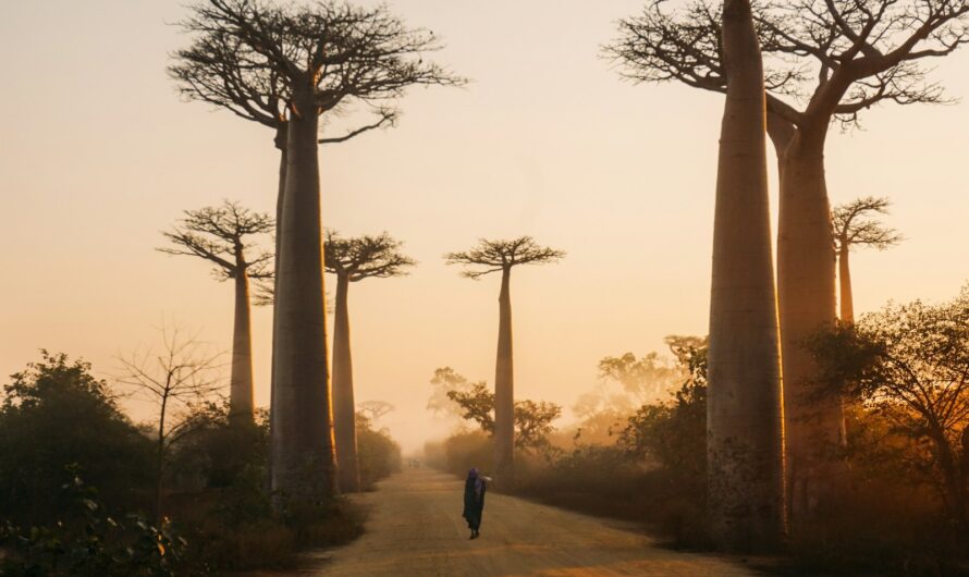 Voyager à Madagascar : guide pour bien gérer votre budget