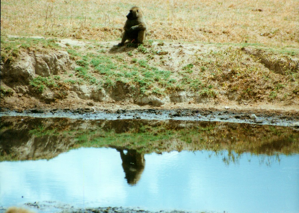 babouins au lac Elementeita