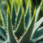 aloe arborescent