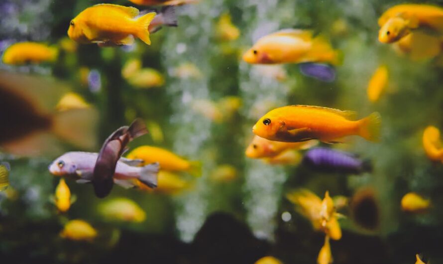 Les astuces essentielles pour garder votre aquarium propre