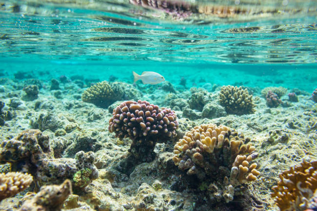 la barrière de corail