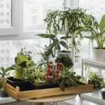 jardin potager intérieur