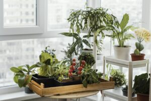 jardin potager intérieur