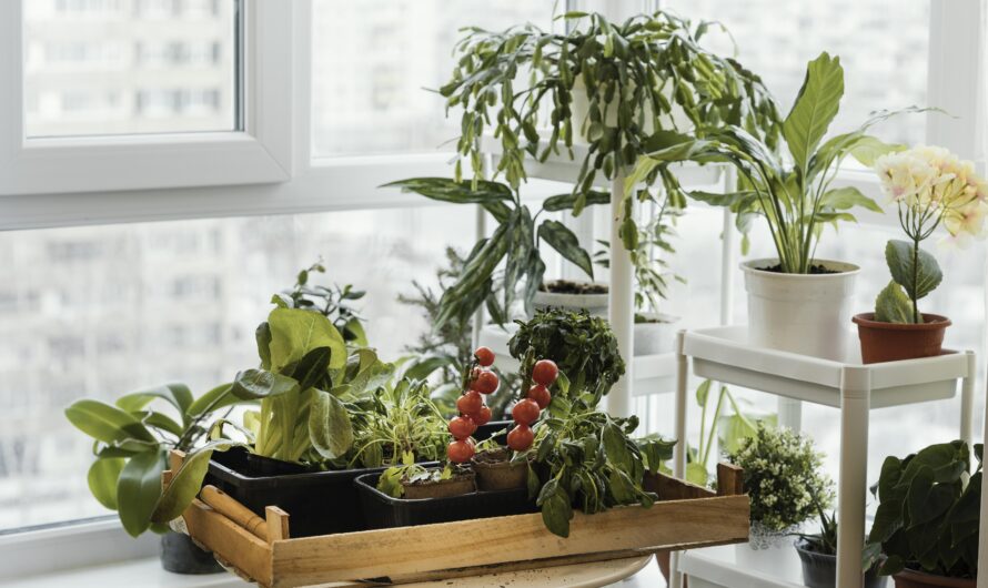 Les pièges à éviter dans votre jardin potager intérieur