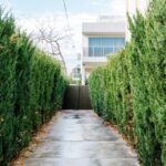 Comment mieux entretenir votre haie de cèdres pour un jardin impeccable