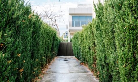 Comment mieux entretenir votre haie de cèdres pour un jardin impeccable