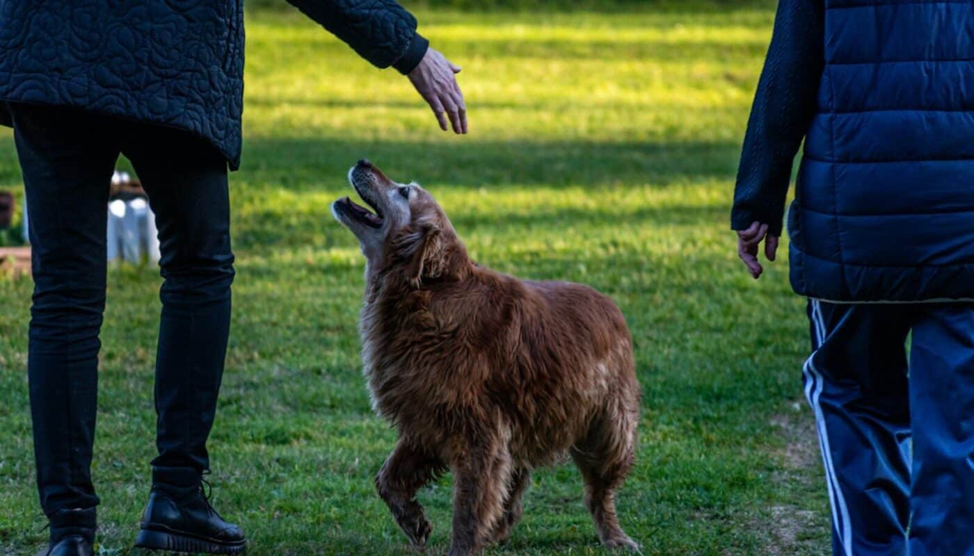a brown dog standing on top of a lush green field