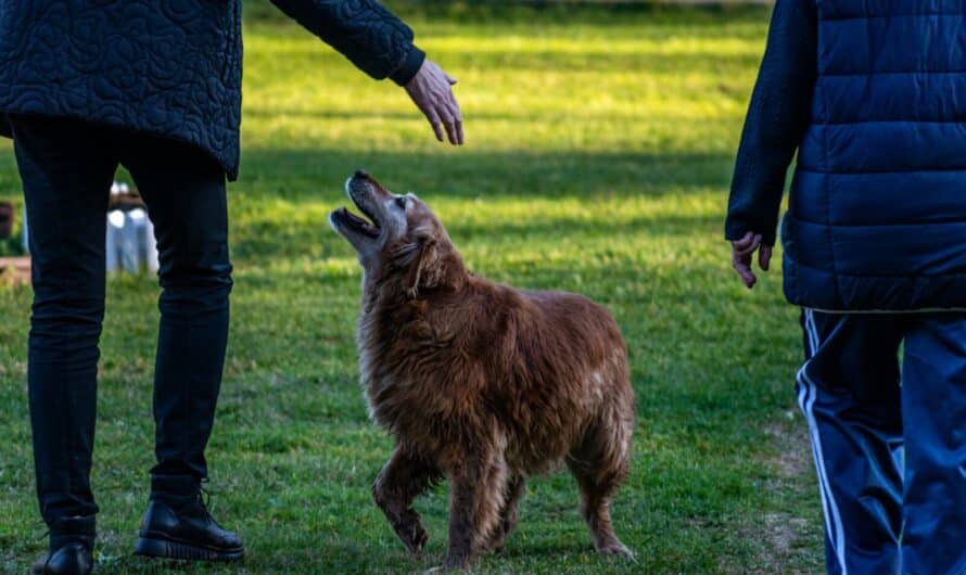 Comment se déroule un premier cours pour chien et à quoi faut-il s&rsquo;attendre ?
