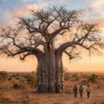 le baobab