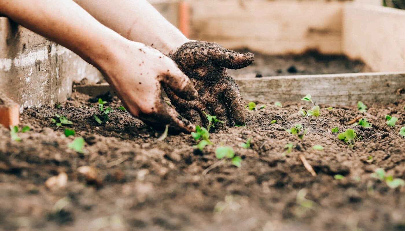 Potager en hauteur ou en pleine terre : que privilégier