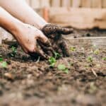 Potager en hauteur ou en pleine terre : que privilégier