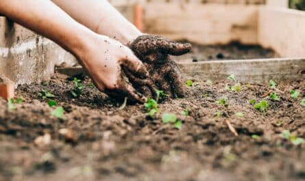 Potager en hauteur ou en pleine terre : que privilégier